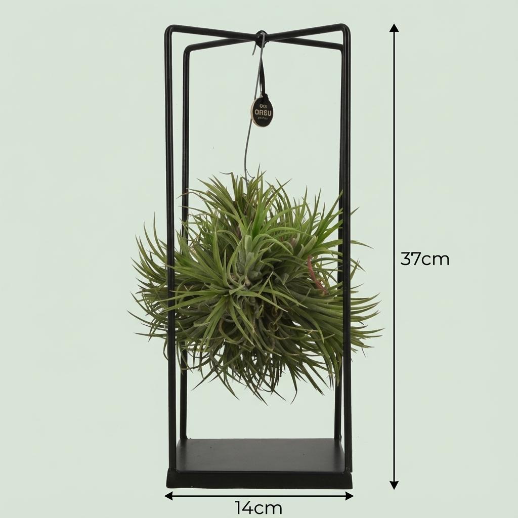 Luftpflanze Tillandsia im Dekor Ø14cm Höhe37cm – Erdefreie Air Plant in dekorativer Schale – Modernes Pflanzen-Dekoobjekt für Wohnraum & Büro 