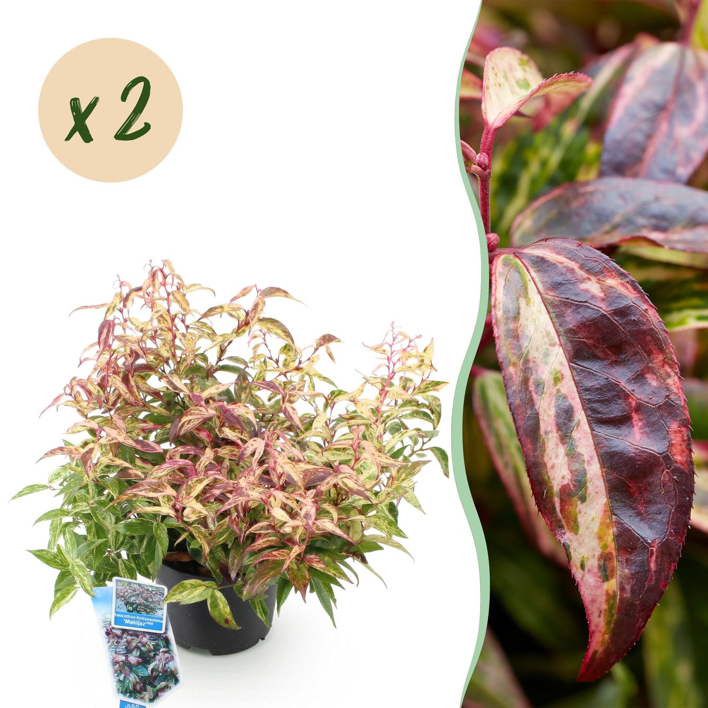 GreenboutiQ - Gartenpflanze - Leucothoe Makijaz - Braun - 2 Pflanzen - Immergrün - Wenig Pflege - Topf 17cm Höhe 45cm 