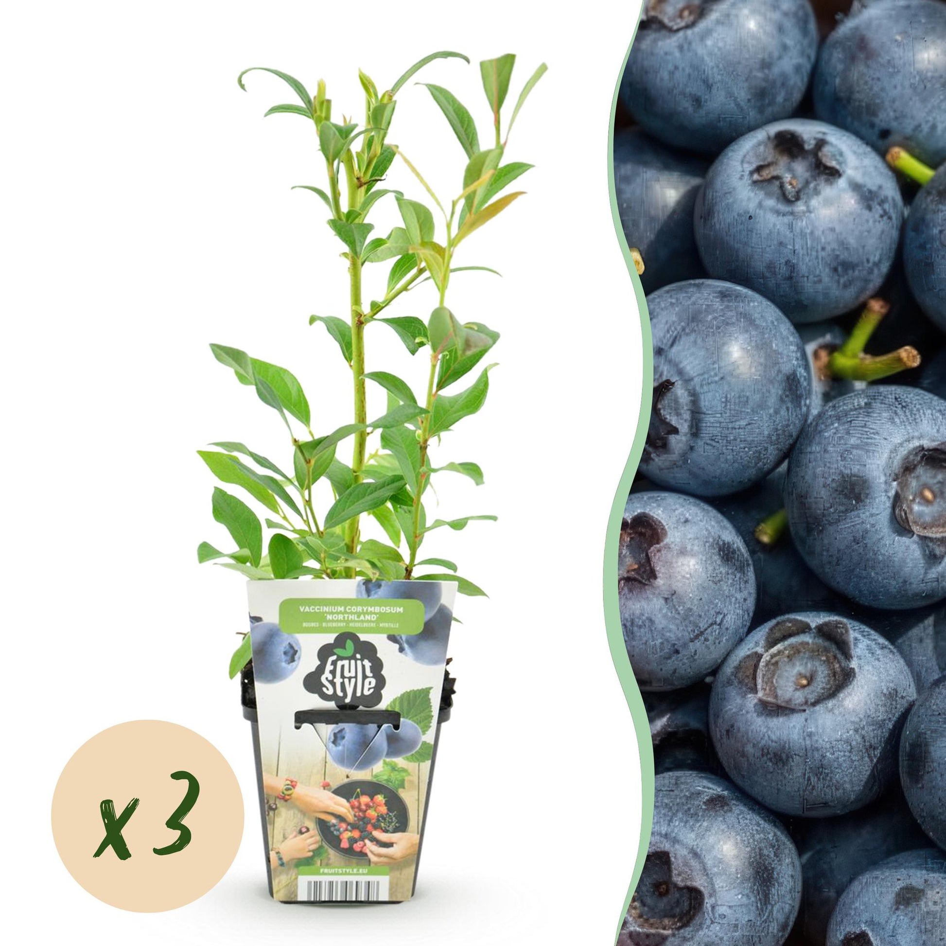 Blaubeere Vaccinium corymbosum Northland winterhart 3 Pflanzen Ø9cm Höhe30cm – Aromatische Blaubeere für Garten Balkon & Terrasse 