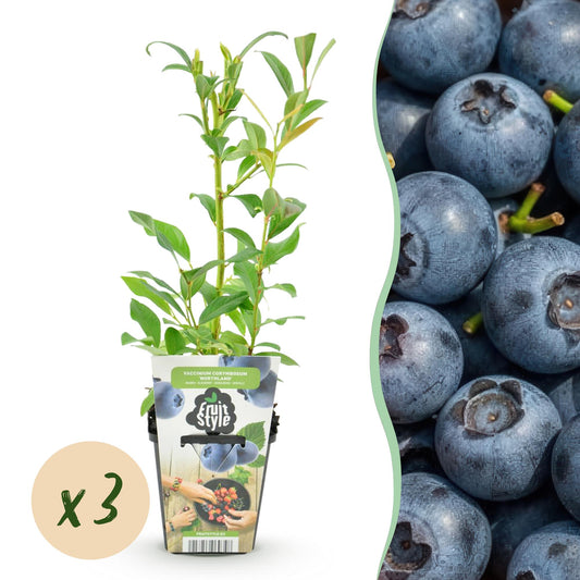 Blaubeere Vaccinium corymbosum Northland winterhart 3 Pflanzen Ø9cm Höhe30cm – Aromatische Blaubeere für Garten Balkon & Terrasse 
