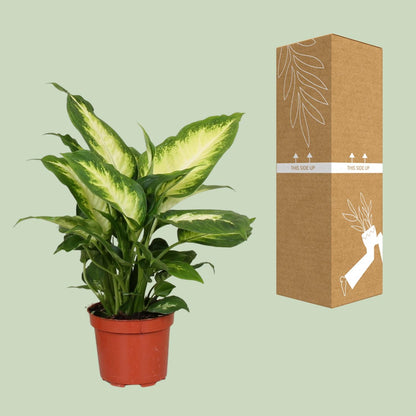 Dieffenbachie - Dieffenbachia Camilla - Zimmerpflanze - Ø12cm - ↕35cm