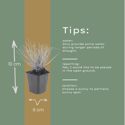 Sesleria autumnalis – 12 Pflanzen – Ø9cm – Höhe 10-25cm – Winterhartes Ziergras – Goldbraune Herbstfärbung – Pflegeleicht für Beet, Steingarten & Naturgarten