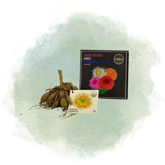 Blumenzwiebel - Dahlie - Seattle - Knollen für 4 m² - 24 Stück