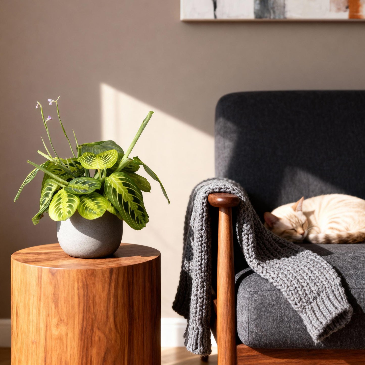 Green boutiQ - Zimmerpflanze - Maranta Fascinator Lemon Lime - Gebetspflanze - Haustierfreundlich - Grün - 2 Pflanzen - Topf 12cm - Höhe 30-35cm 