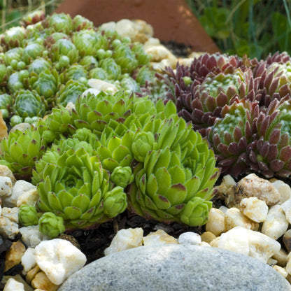 GreenboutiQ - Bodendecker - Winterhart - Sempervivum Big Sam - 4 Pflanzen - Verschiedene Farben - Wenig Pflege - Topf 14cm Höhe 17cm 