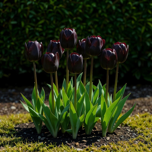 GreenboutiQ - Blumenzwiebeln - Tulpe Triumph Black - Farbe Dunkel Lila - 15 Stück - Zwiebelgröße 11/12 - XXL Pack 