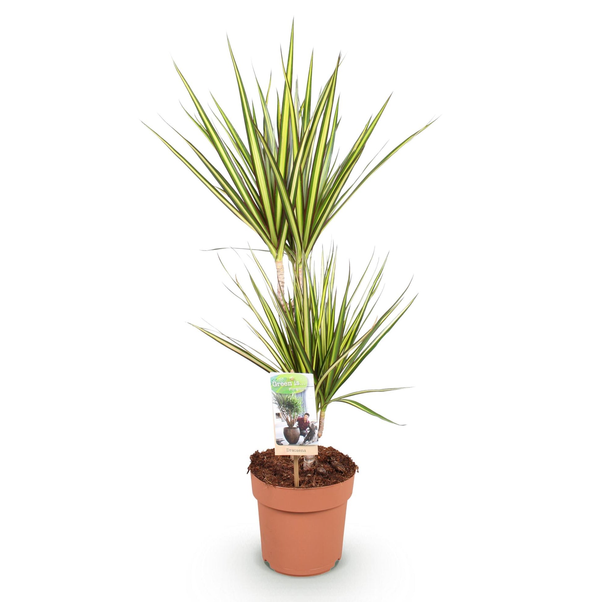 Green boutiQ - Zimmerpflanzen - Dracaena Sunray - Drachenblutbaum - Wenig Pflege - Grün - Gelb - 1 Pflanze - Topf 17cm - Höhe 70-75cm 