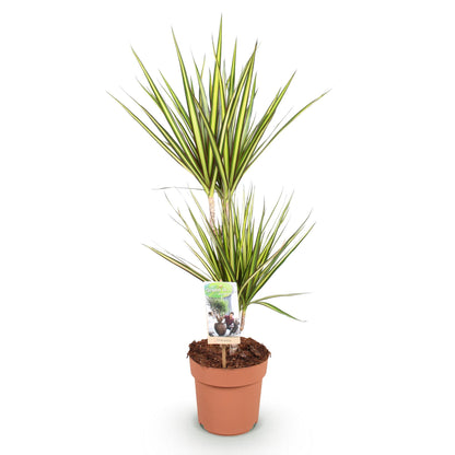 Green boutiQ - Zimmerpflanzen - Dracaena Sunray - Drachenblutbaum - Wenig Pflege - Grün - Gelb - 1 Pflanze - Topf 17cm - Höhe 70-75cm 