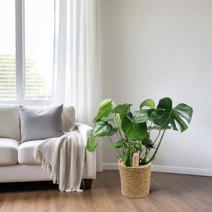 Monstera In Natural Basket – Ø21cm – ↕60cm – Pflegeleichte Zimmerpflanze mit charakteristischem Fensterblatt – Im natürlichen Flechtkorb – Luftreinigend & dekorativ – Für Wohnzimmer & Büro 