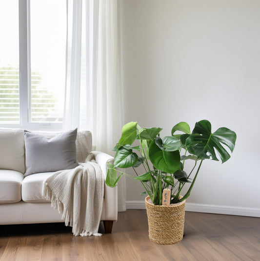 Monstera In Natural Basket – Ø21cm – ↕60cm – Pflegeleichte Zimmerpflanze mit charakteristischem Fensterblatt – Im natürlichen Flechtkorb – Luftreinigend & dekorativ – Für Wohnzimmer & Büro 