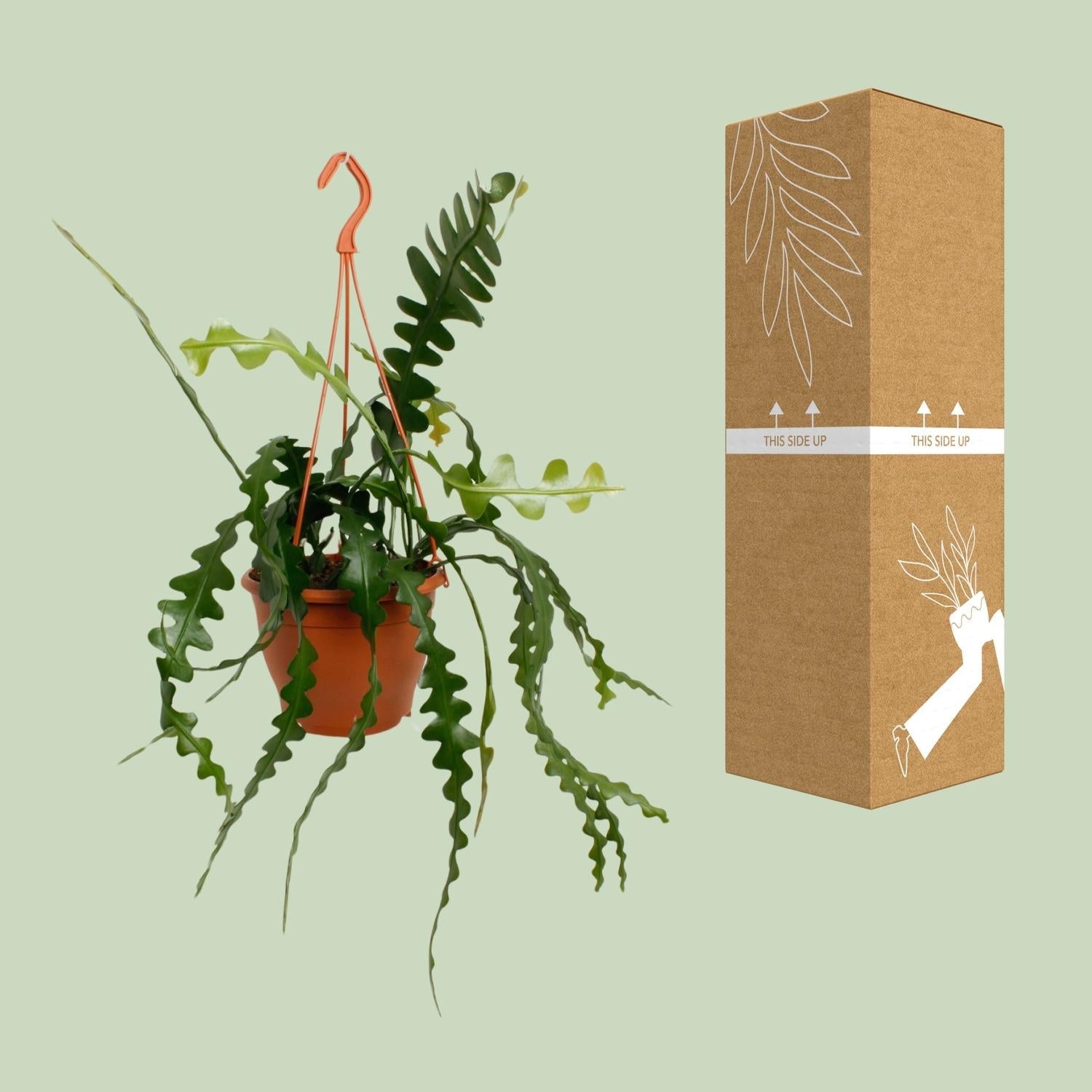 Fischgrätenkaktus – Epiphyllum anguliger – Zimmerpflanze - 35 cm – Ø17 cm – Hängepflanze mit gezackten Blättern – Exotisch & pflegeleicht 