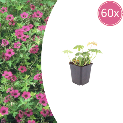 Geranium macrorrhizum Bevan's Variety – 60 Pflanzen – Ø9cm – Höhe 10-25cm – Winterharte Bodendecker Staude – Rosa Blüten – Pflegeleicht für Beet & Garten