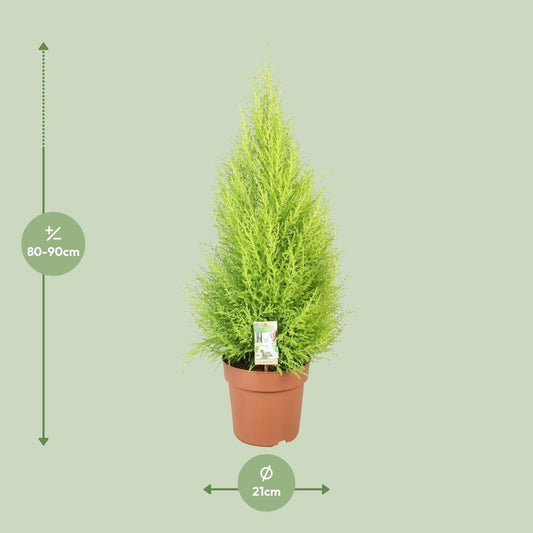 Cupressus Goldcrest 'Wilma' – Zeder – Zimmer- & Gartenpflanze – Ø21 cm Topf – Ca. 90 cm hoch – Pflegeleichte Immergrüne mit zitronigem Duft – Für Innen & geschützten Außenbereich 