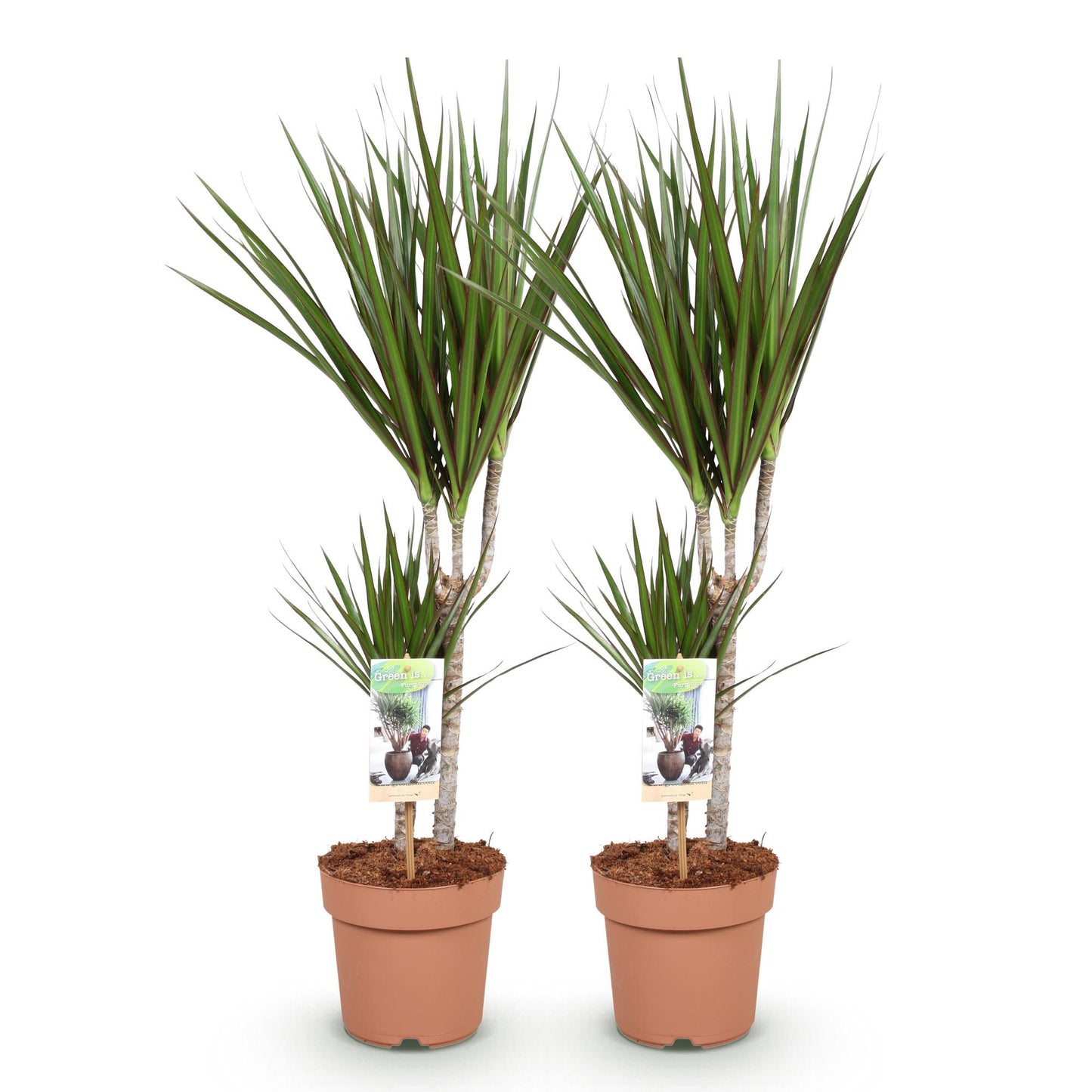 Green boutiQ - Zimmerpflanzen - Dracaena Marginata - Drachenblutbaum - Wenig Pflege - Grün - 2 Pflanzen - Topf 17cm - Höhe 70-80cm 