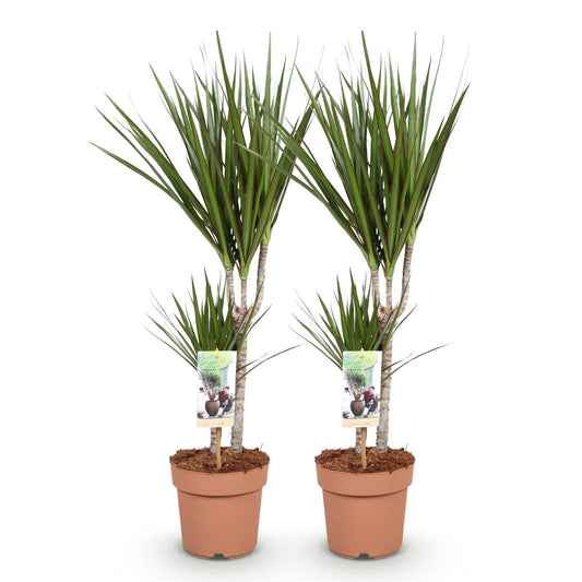 Green boutiQ - Zimmerpflanzen - Dracaena Marginata - Drachenblutbaum - Wenig Pflege - Grün - 2 Pflanzen - Topf 17cm - Höhe 70-80cm 