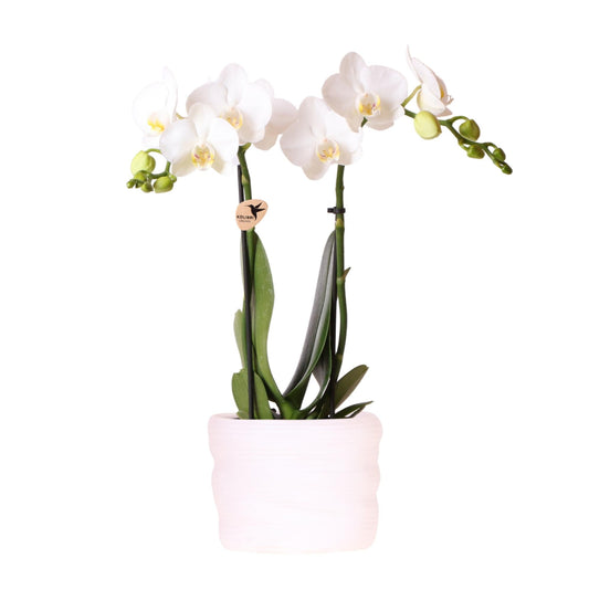 Kolibri Orchids | Weiße Amabilis-Orchidee 9cm im Como-Topf inkl. Wasserreservoir 