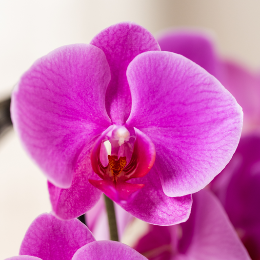 Kolibri Orchids | Violette Phalaenopsis-Orchidee Topfgröße Ø12cm | Freeride | Blühende Zimmerpflanze – Frisch vom Züchter 