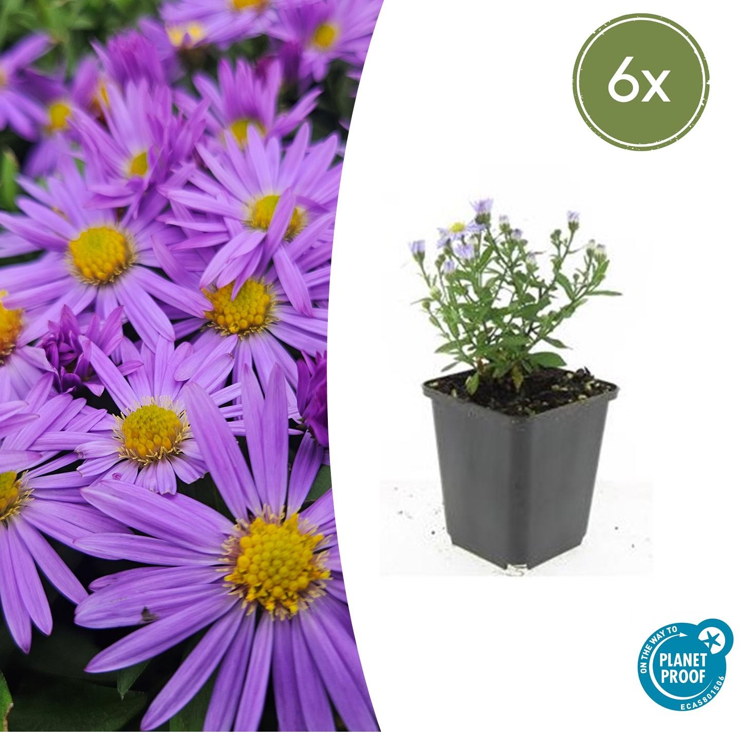 Kissen-Aster - Aster (D) 'Prof. Anton Kippenberg'  - ↕10-25cm - Ø9cm - 6 Stück
