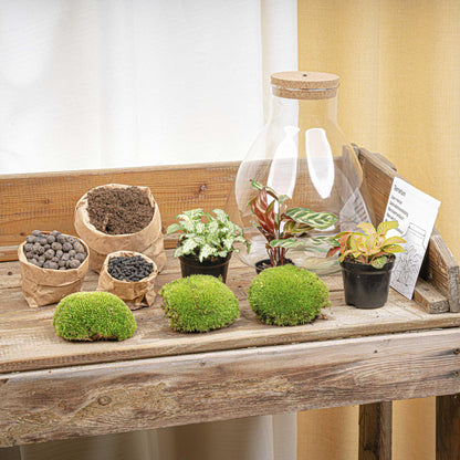 Flaschengarten - DIY Bausatz - Terrarium - Sam Calathea mit LED - ↕30cm