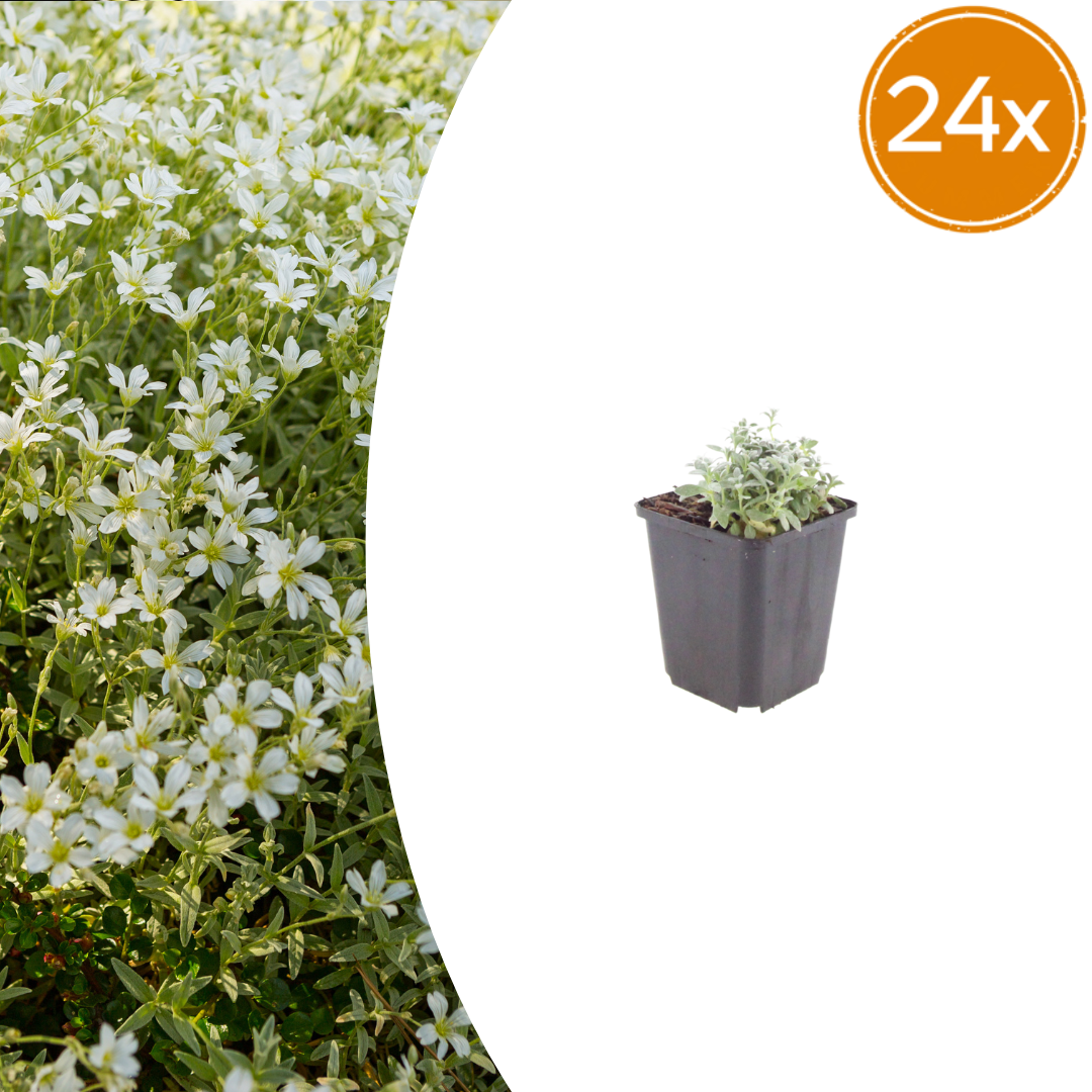 Filziges Hornkraut Cerastium tomentosum – 24 Pflanzen – Teppichbildende Staude für sonnige Standorte – Bodendecker für Steingarten & Beet – 10-25cm – Ø9cm – Winterhart