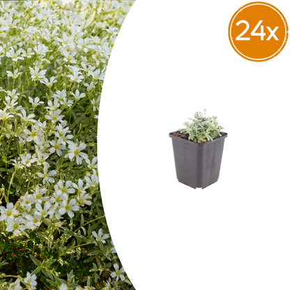 Filziges Hornkraut Cerastium tomentosum – 24 Pflanzen – Teppichbildende Staude für sonnige Standorte – Bodendecker für Steingarten & Beet – 10-25cm – Ø9cm – Winterhart
