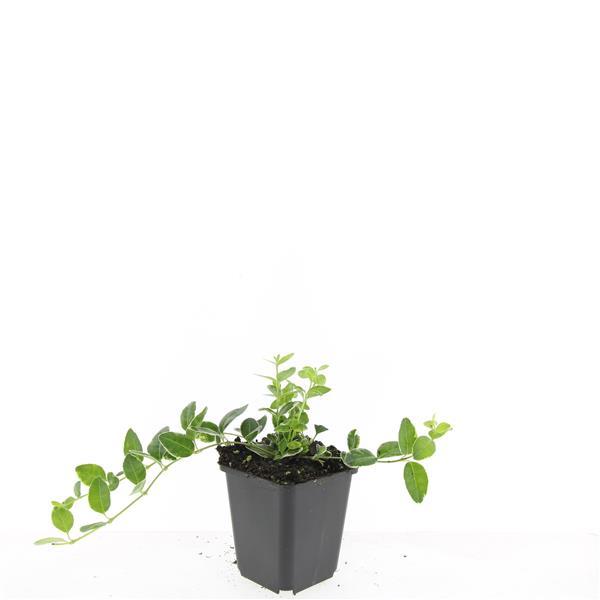 Vinca minor 'Argenteovariegata' – 24 Pflanzen – Bodendecker mit silbrig-grünem Laub & violetten Blüten – Pflegeleichte, winterharte Gartenpflanze – Ideal für Beete, Unterpflanzungen & schattige Bereiche 