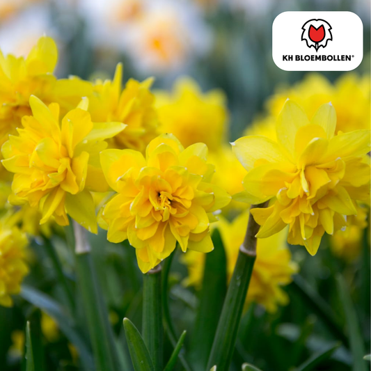 Narzisse Tête de Luxe – 25 Blumenzwiebeln – luxuriöse Mini-Narzisse – frühe Blüte – gelb – Blumenzwiebeln für Garten, Beet & Kübel 