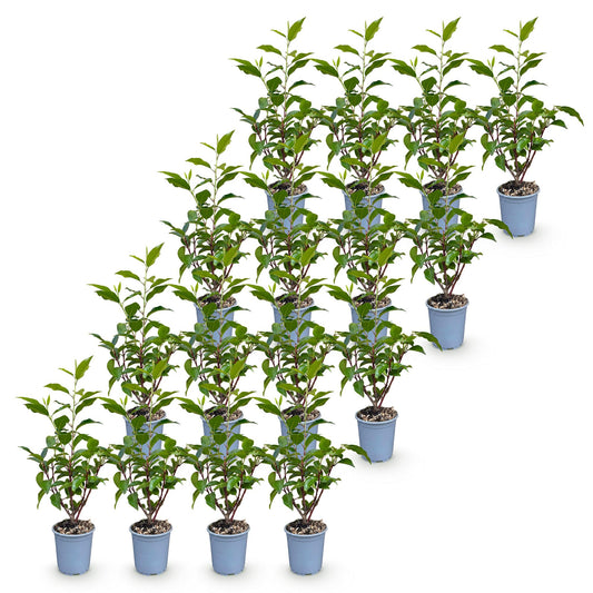 Portugiesischer Lorbeer 'Angustifolia' – Prunus lusitanica 'Angustifolia' – 16 Heckenpflanzen – Topf Ø9cm – Höhe 25-35cm – Winterhart & immergrün