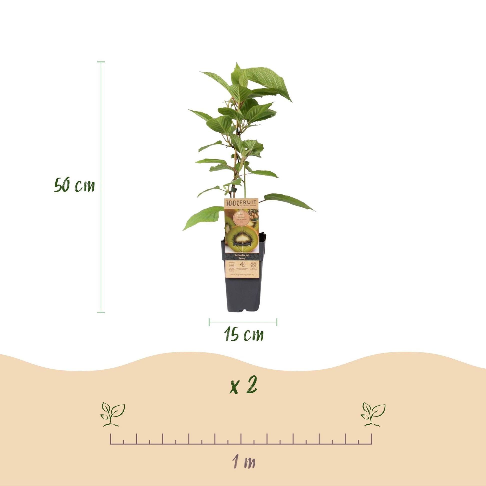 Kiwi Pflanze Actinidia deliciosa 'Jenny' – 2er-Set – Obstpflanze 15cm – ca. 50cm hoch – Selbstfruchtend – Für Garten & Balkon – Vitaminreiche grüne Kiwi 
