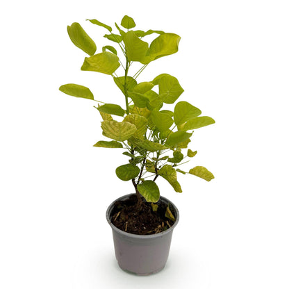 GreenboutiQ - Gartenpflanze - Cotinus coggyria Golden Spirit - Gelb - 1 Pflanze - Laubfallend - Wenig Pflege - Topf 12cm Höhe 35cm 