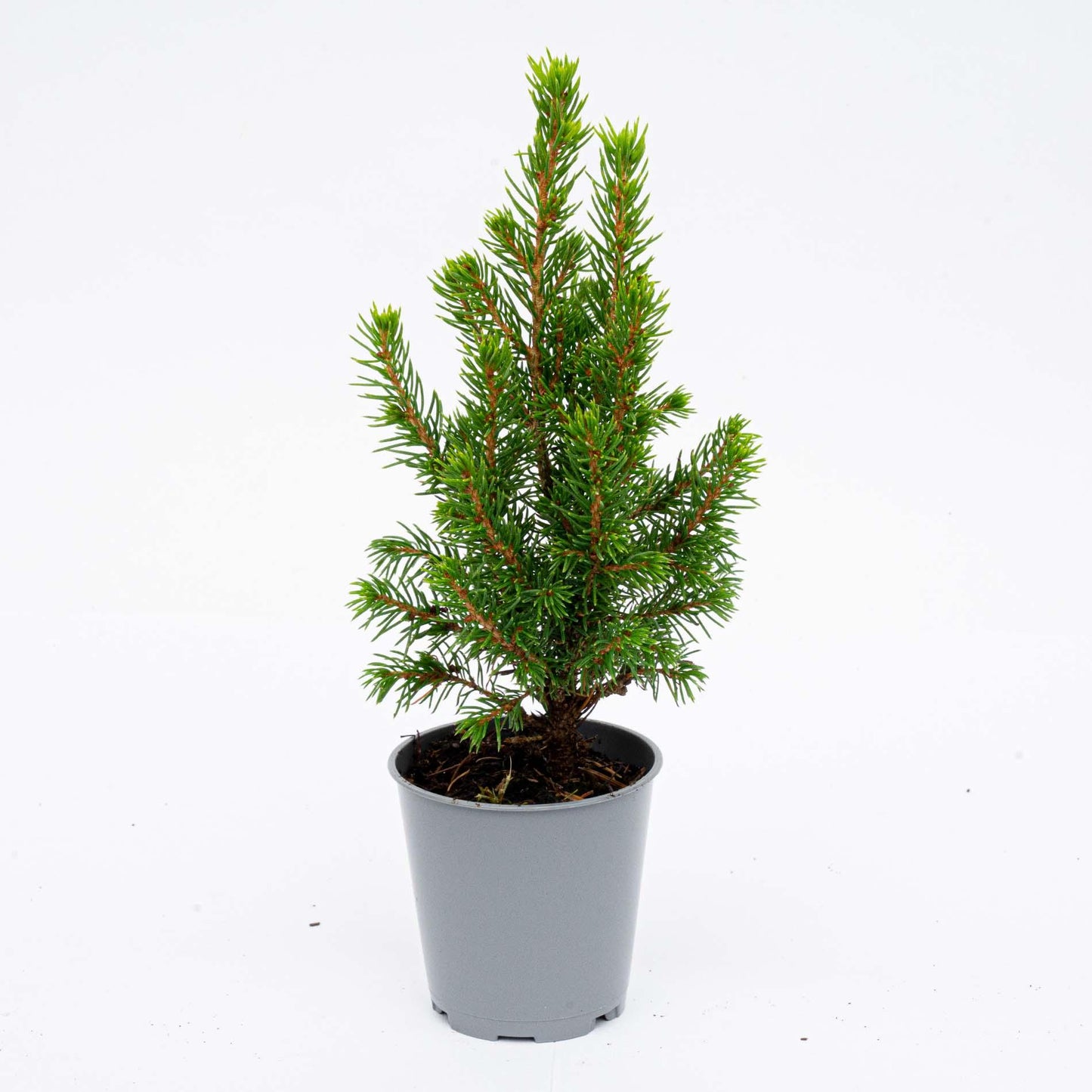 12x Mini-kerstboom - ↑15-20 cm - Ø 6 cm Picea Glauca Perfecta 