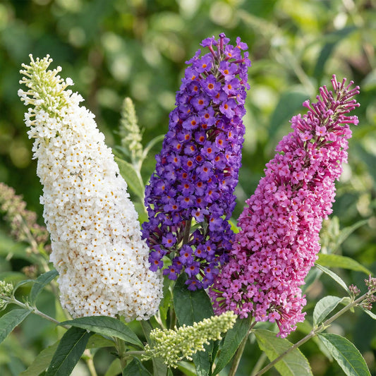 Green boutiQ - Garden Plant - Buddleja davidii Tricolour - Butterfly Bush - Hardy - Blue - Pink - White - 3 Plants - Pot 17cm - Height 45cm 