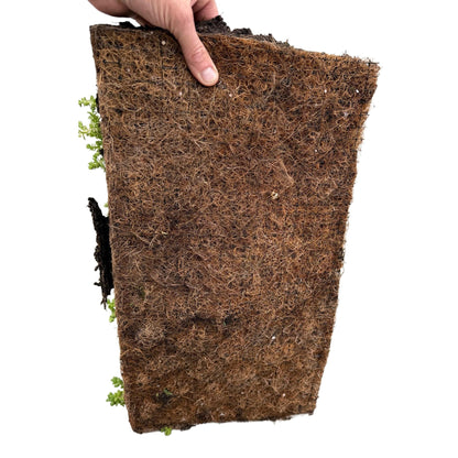 GreenboutiQ - Bodendecker - Winterhart - Sedummatte - Besteht aus 10 Sorten - X8 - Wenig Pflegeaufwand - Länge 50cm Breite 30cm 