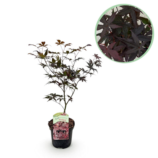 Japanischer Ahorn Acer palmatum Bloodgood – Balkonpflanze – Rot – Laubabwerfend – 19 cm – Ca. 70 cm hoch – Für Beet, Terrasse & Balkon – Auffällige Herbstfärbung 