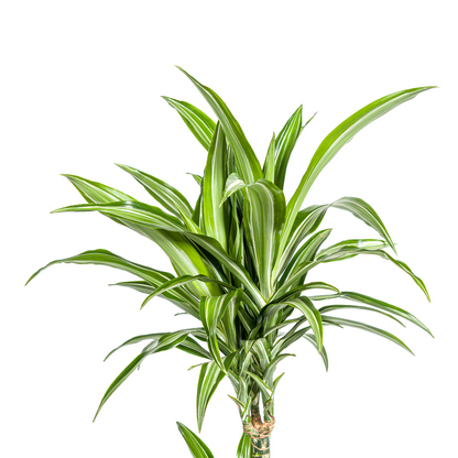 Dracaena Deremensis White Stripe mit Korb Ø21cm - ↕90 - 110cm 