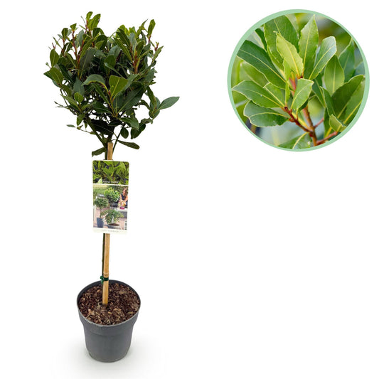 Laurus nobilis Stamm-Pflanze – Immergrüner Lorbeerbaum – Pflegeleicht – Ø19 cm – Höhe ca. 90 cm – Mediterranes Flair für Terrasse & Balkon 