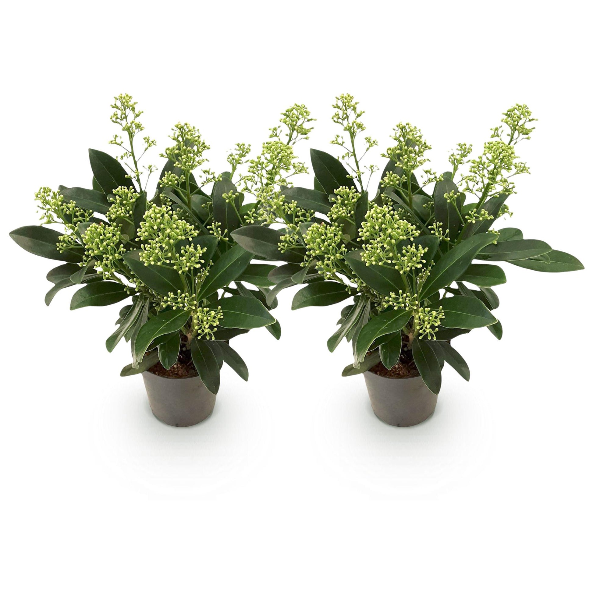 GreenboutiQ - Terrassenpflanze - Skimmia japonica Finchy - Blüte Weiß - 10+ Blüten - 2 Pflanzen - Winterhart - Topf 10,5cm Höhe 25cm 