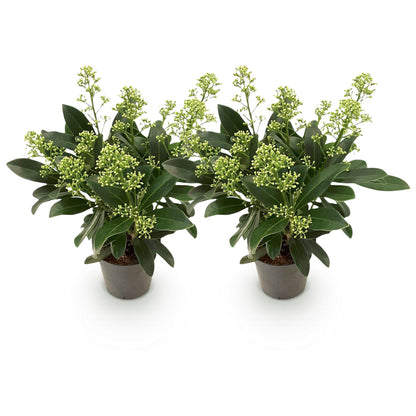 GreenboutiQ - Terrassenpflanze - Skimmia japonica Finchy - Blüte Weiß - 10+ Blüten - 2 Pflanzen - Winterhart - Topf 10,5cm Höhe 25cm 