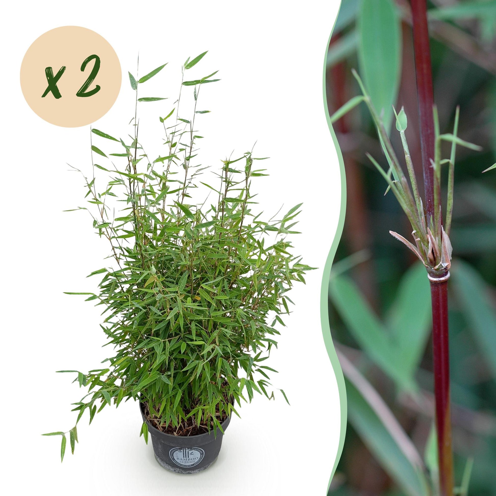 Green boutiQ - Gräser - Fargesia nitida Red Dragon - Bambus - Nicht Wuchernd - Grün - 2 Pflanzen - Topf 23 cm - Höhe 80 cm 