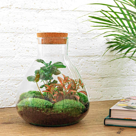Flaschengarten DIY Bausatz Sammie Coffea – Ø22,5cm x H26cm – Selbstversorgendes Terrarium im Glas – Mit Pflanzen & Moos – Inkl. Anleitung – Geschenkidee für Zuhause & Büro
