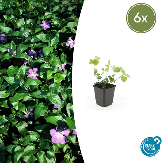 Großes Immergrün Vinca major – ↕10-25cm – Ø9cm – 6 Pflanzen – Immergrüner Bodendecker mit violett-blauen Blüten