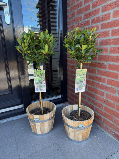 Laurus nobilis Stamm-Pflanze – Immergrüner Lorbeerbaum – Pflegeleicht – Ø19 cm – Höhe ca. 90 cm – Mediterranes Flair für Terrasse & Balkon 