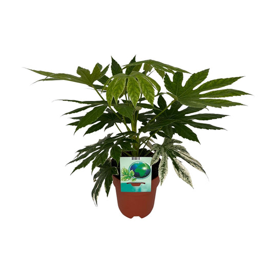 Weiß-Bunte Zimmeraralie - Fatsia Japonica Variegata - Zimmerpflanze - Ø19cm - ↕60cm
