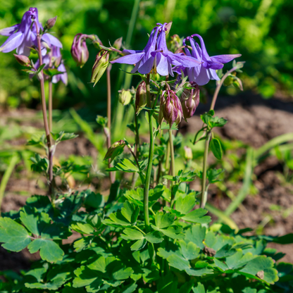 Akelei Aquilegia vulgaris – 12 Pflanzen – 10-25cm – Ø9cm – Winterharte Staude für Sonne & Halbschatten – Blühpflanze für Beet, Steingarten & Naturgarten