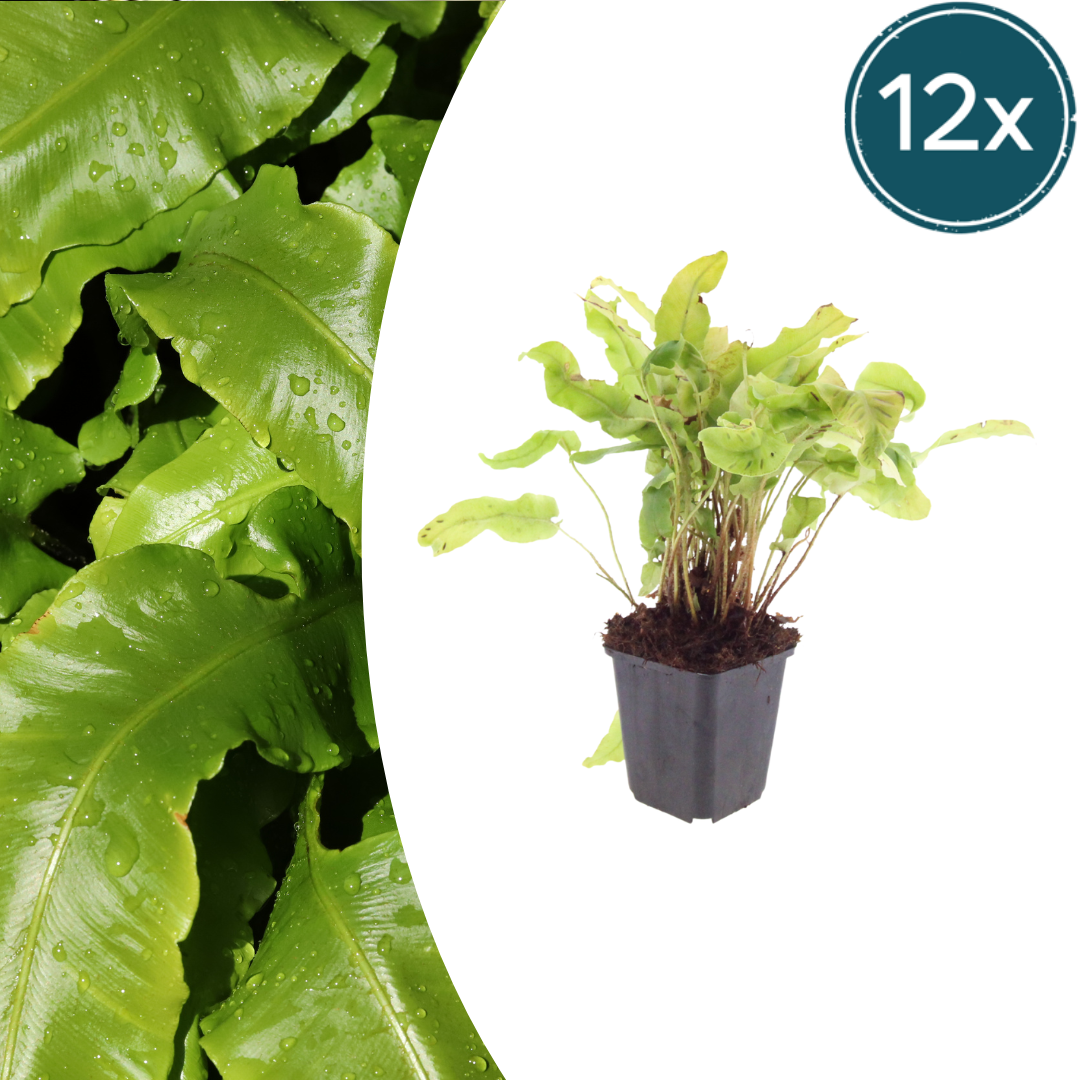 Hirschzungenfarn Asplenium scolopendrium – 12 Pflanzen – Immergrüner Farn für Schatten & Halbschatten – Strukturpflanze für Garten & Beet – 10-25cm – Ø9cm – Winterhart