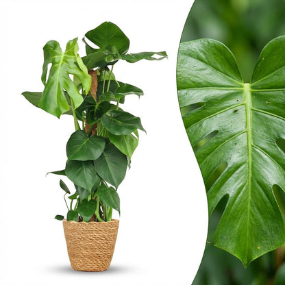 Green boutiQ - Zimmerpflanze - Fensterblatt - Monstera Deliciosa Moosstab - Grün - Pflegeleicht - 1 Pflanze - mit Korb - Topf 19cm - Höhe 90cm 