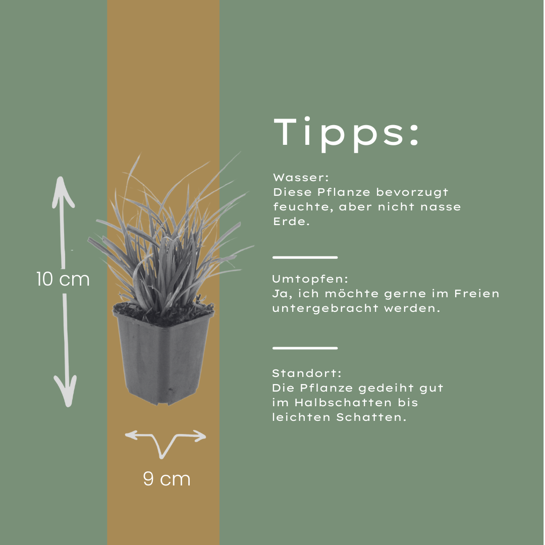 Japan-Segge Carex morrowii – 6 Pflanzen – Immergrünes Ziergras – 10-25cm – Ø9cm – Schattengeeignet für Beet & Bodendecker