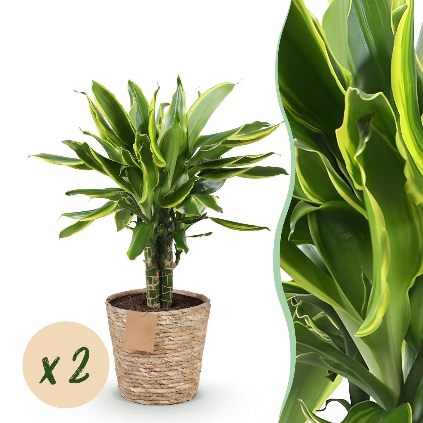 Green boutiQ - Zimmerpflanzen - Dracaena fragrans Golden Coast - Drachenbaum - Wenig Pflege - mit Korb - Bunt - 2 Pflanzen - Topf 17cm - Höhe 50-55cm 