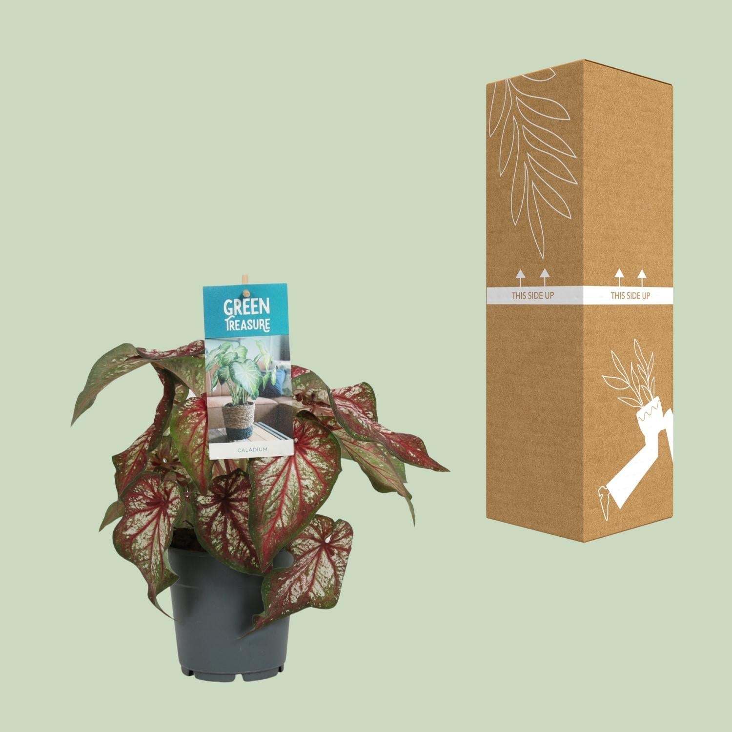 Caladium Bicolor – Engelsschwingen – Ø12cm – ↕25cm – Tropische Zimmerpflanze mit auffälligem Laub – Pflegeleicht & luftreinigend – Ideal für halbschattige Standorte 
