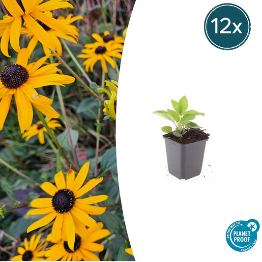 Leuchtender Sonnenhut Rudbeckia fulgida 'Goldsturm' – ↕10-25cm – Ø9cm – 12 Pflanzen – Gelbe Blüten – Bienenfreundlich – Pflegeleichte Staude – Sonniger Standort